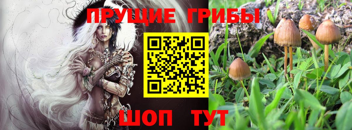 Псилоцибиновые грибы GOLDEN TEACHER  Вход с VPN  Галлюциногенные грибы Psilocybine cubensis  Курчалой 